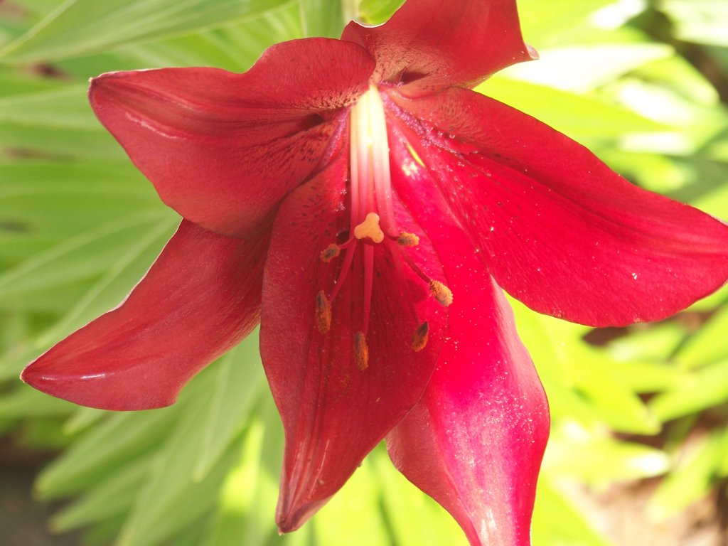 A deep red lily glowing in sunlight, lit from within