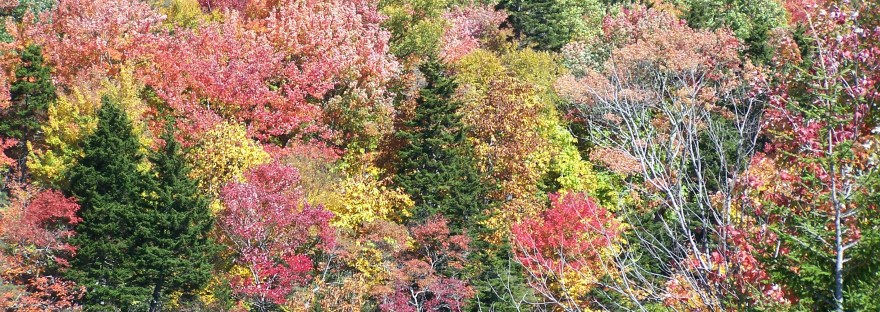 Blue Ridge mountainside in fall color, evergreens standing among the turning trees