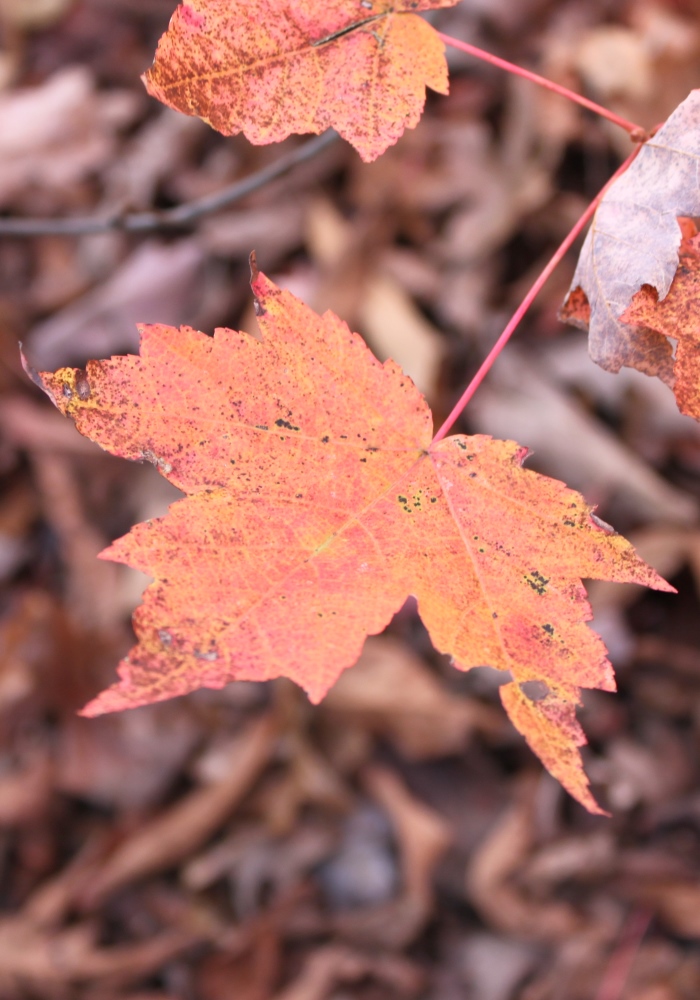 Orange maple leaves on a bare branch above fallen leaves