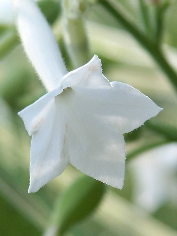 A single white star-shaped flower against soft green