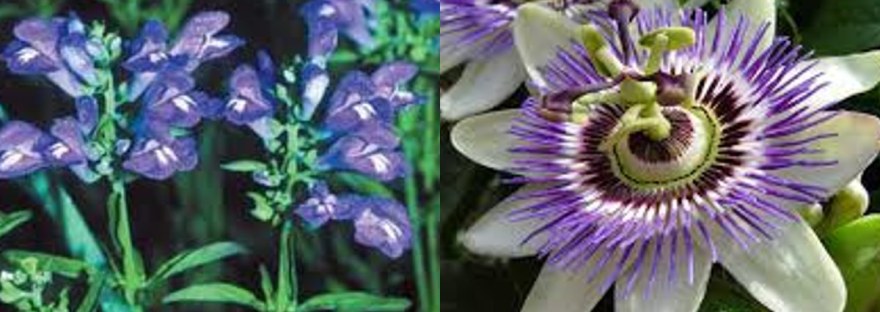 Skullcap flowers beside a passionflower bloom