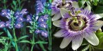 Skullcap flowers beside a passionflower bloom