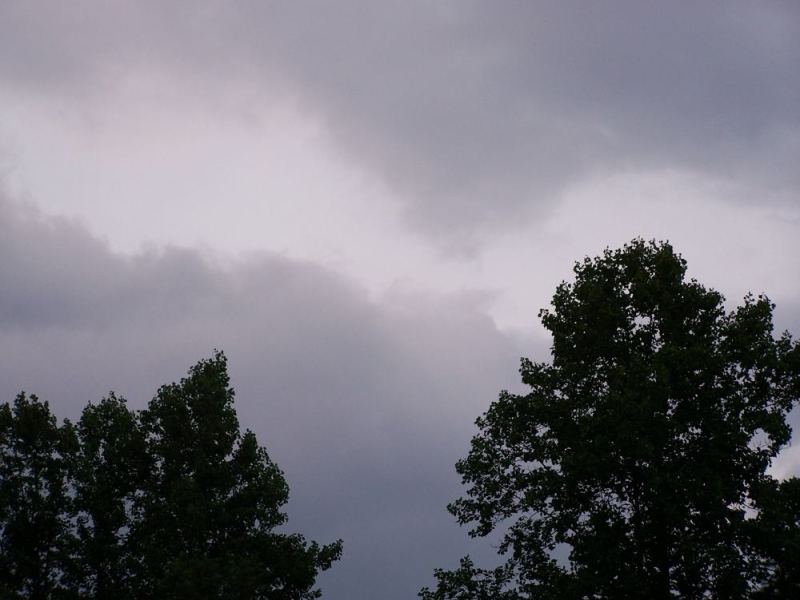 Dark storm clouds over the treetops
