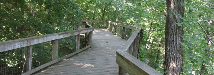 A wooden boardwalk winding through green trees