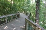 A wooden boardwalk winding through green trees