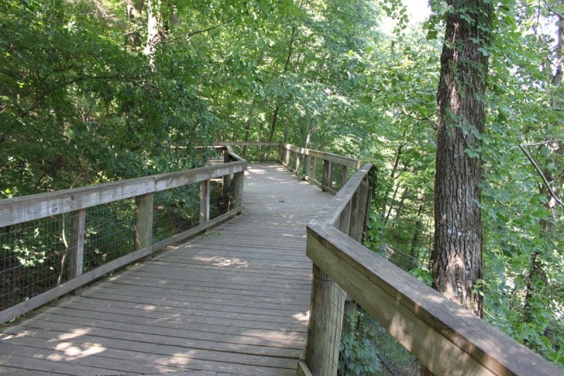 A wooden boardwalk winding through green trees