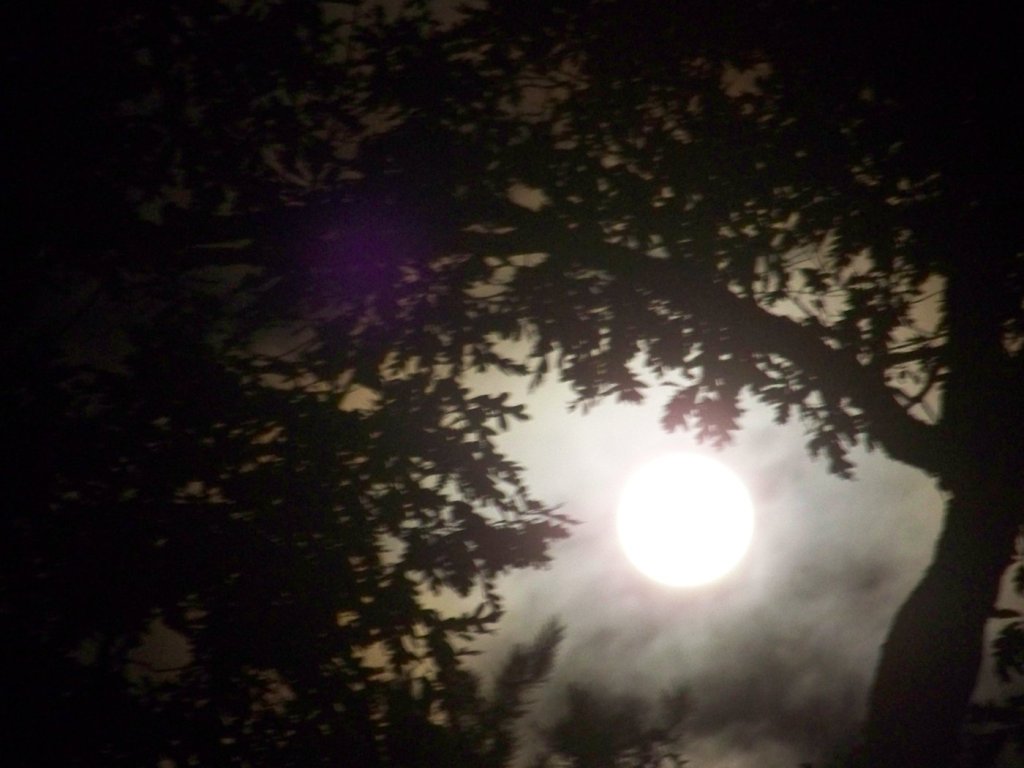 A full moon glowing through dark tree branches