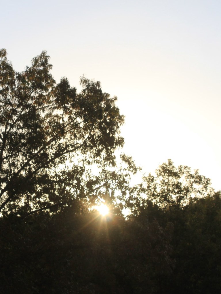 Morning sun shining through the trees on a ridge