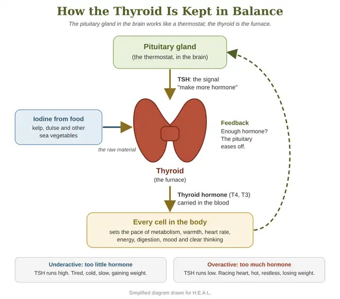 Diagram: the pituitary gland sends TSH to the thyroid, which uses iodine from food to make thyroid hormone for every cell; feedback tells the pituitary to ease off.