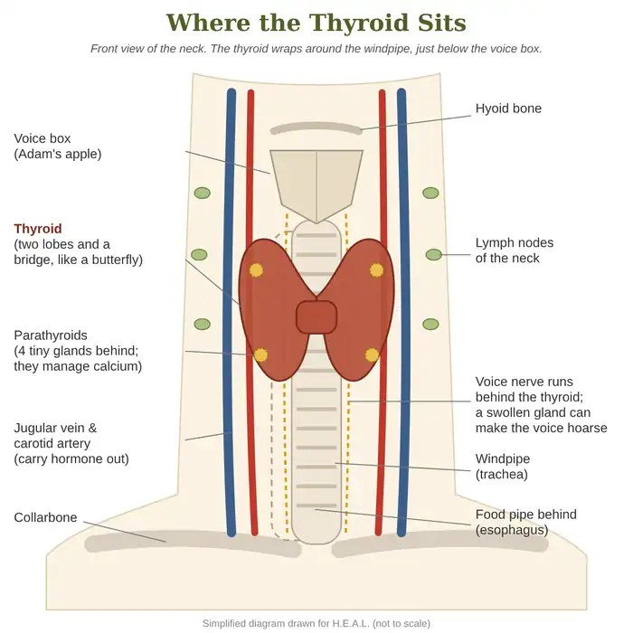 Diagram of the front of the neck showing the thyroid with the four parathyroid glands behind it, the windpipe, food pipe, voice nerve, blood vessels and lymph nodes.