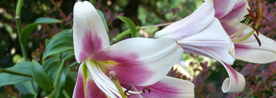 Pink and white lilies open among green leaves