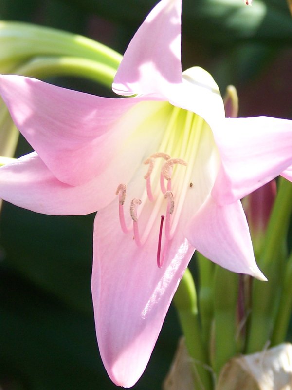 A soft pink lily with its petals open