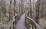 A wooden boardwalk through bare winter woods, two railings running side by side with one path between them