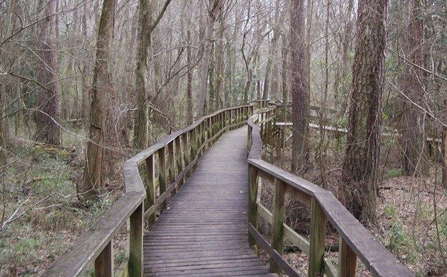 A wooden boardwalk through bare winter woods, two railings running side by side with one path between them