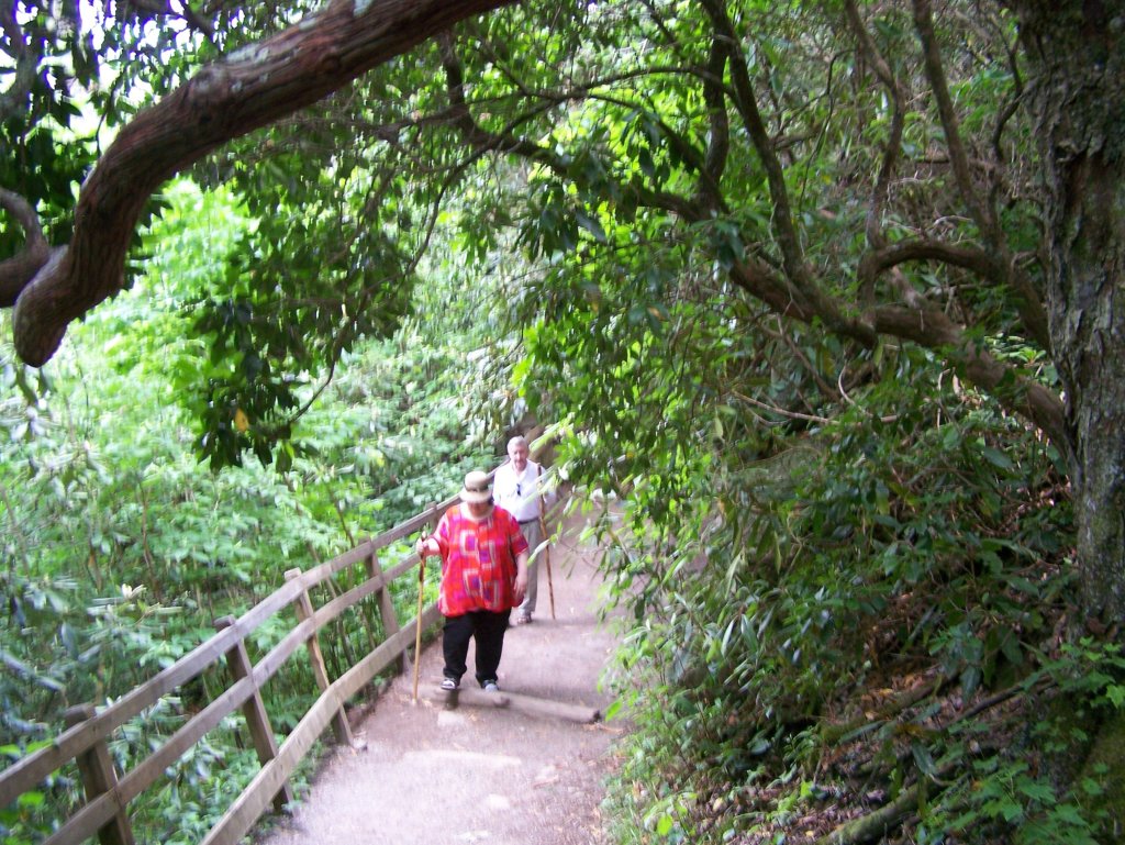 Dara walking a railed mountain trail under rhododendron, her friend George a step behind, both with walking sticks