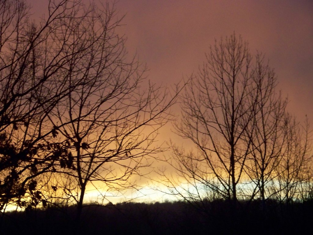 Bare winter branches silhouetted against a glowing orange dawn sky
