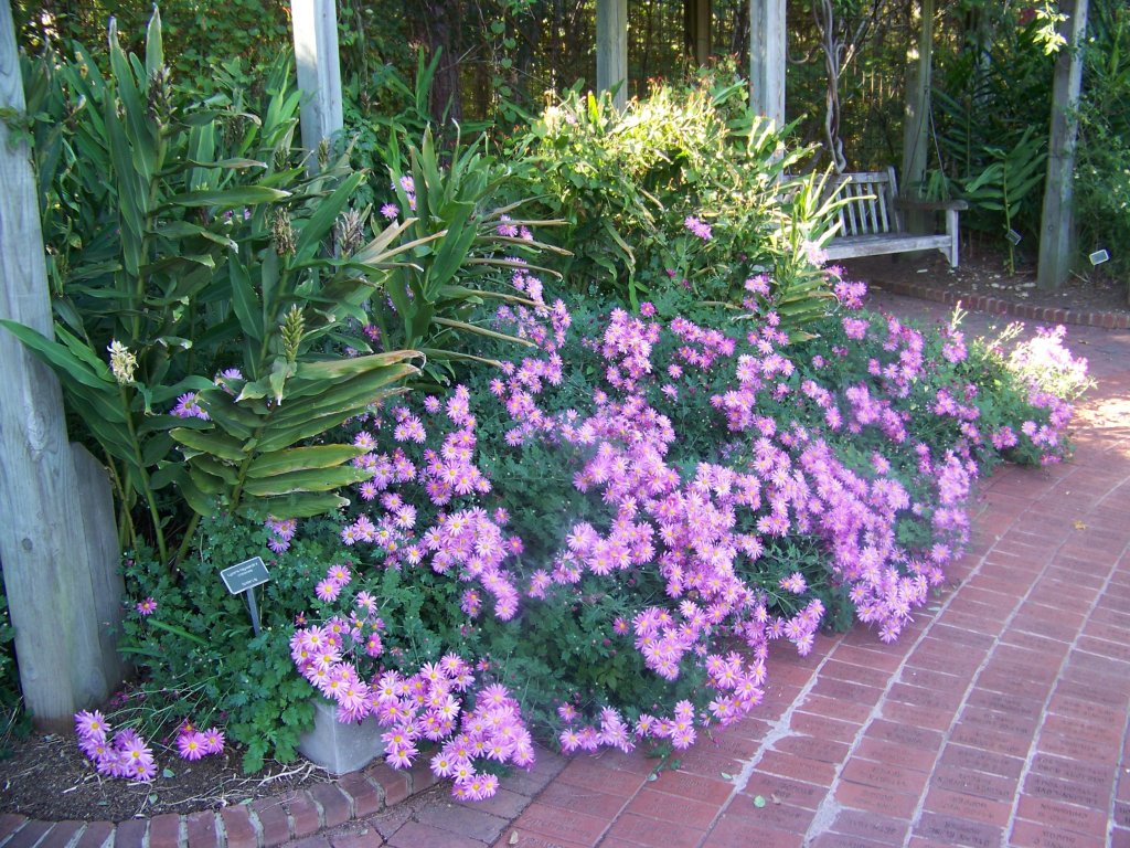 Pink mums spilling over a garden bed onto a brick path