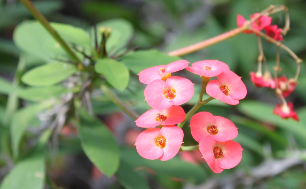 Pink crown of thorns blossoms on a thorny stem