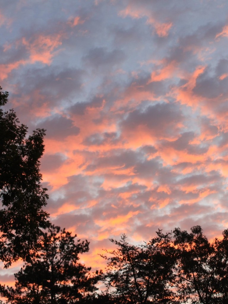 A sunrise sky full of pink-lit clouds, framed by a dark tree