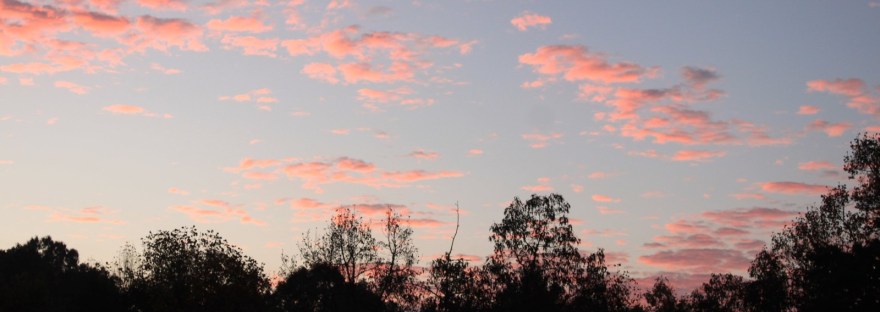 Scattered pink sunrise clouds over a dark tree line