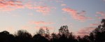 Scattered pink sunrise clouds over a dark tree line