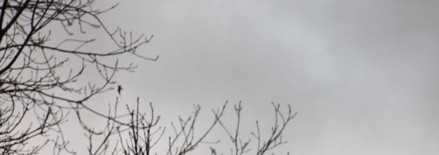The sun glowing behind gray clouds and bare branches