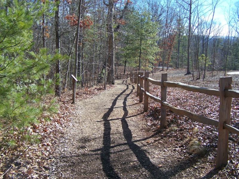 A woodland path beside a split-rail fence, with long shadows