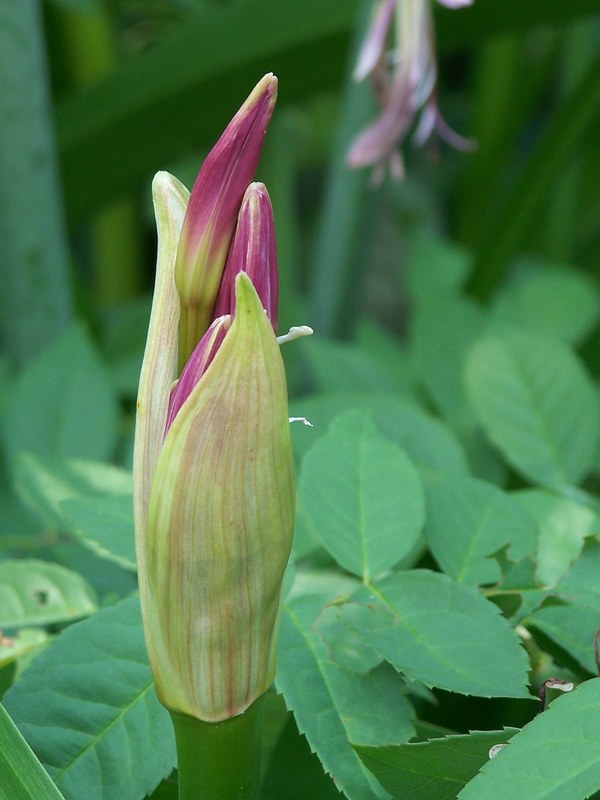 Lily buds tinged with pink, about to open